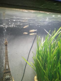 Giant Danios.jpg