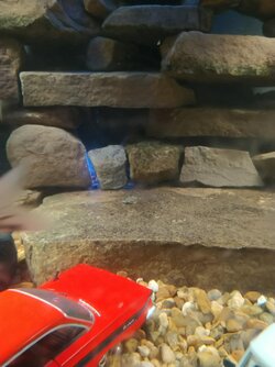 corydoras catfish, very small.jpg
