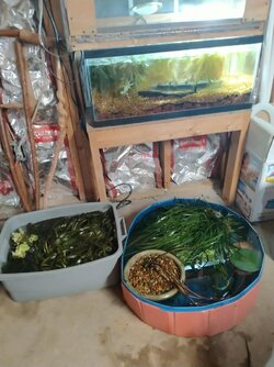 Greenery removed from main tank..jpg