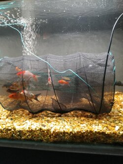 A fish trap.jpg