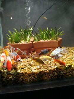 15 goldfish!.jpg