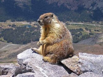 marmot-01.jpg