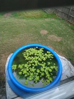 Pondish 8-21-22, 5;45 pm eastern 82 degrees cloudy.jpg Pondish 8-21-22, 5;45 pm eastern 82 degrees cloudy.jpg