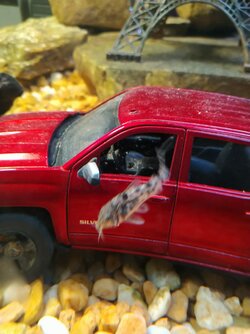 Cordorus in truck.jpg