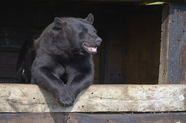 Guide Bear judge.jpg