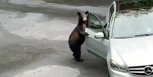Guide Bear getting in car.png