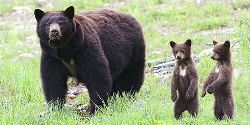 baby bears.jpg