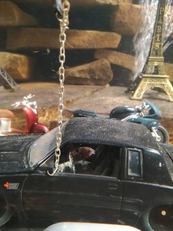 Corydorus Catfish in car.jpg