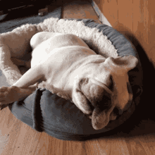 sleepingbulldog01-ani.gif