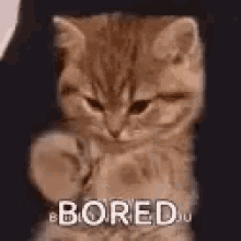 boredkitty02-ani.gif