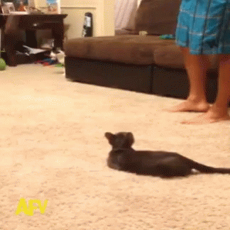cat-scare.gif