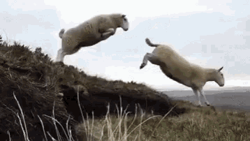 counting sheep.gif