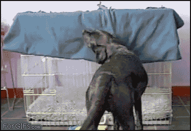 doggoingtobed.gif