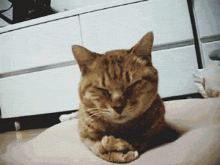catshakingheadinitspaws.gif