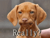 reallydog-ani.gif