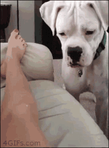 DA2F33D4-9340-4D31-8069-77E40BB52E78.gif