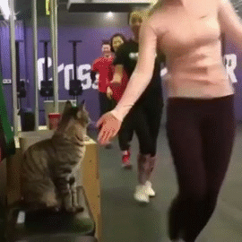 lowfivewithcatinlockerroom-ani.gif