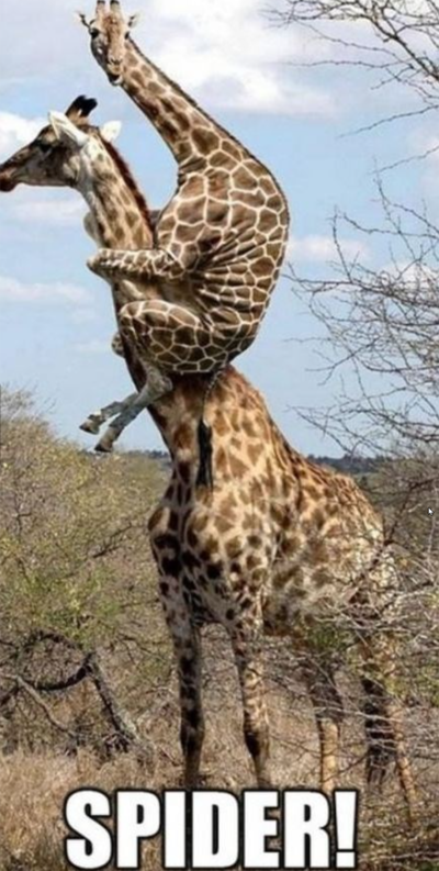 giraffejumpsuponanotherone.png