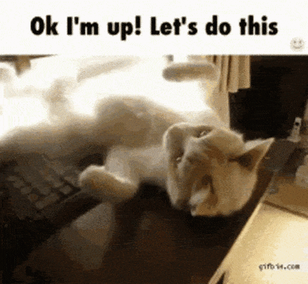 likeabosscat-ani.gif