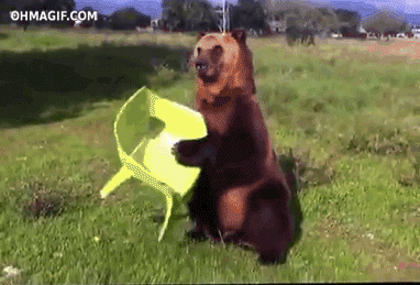 bear chair.gif