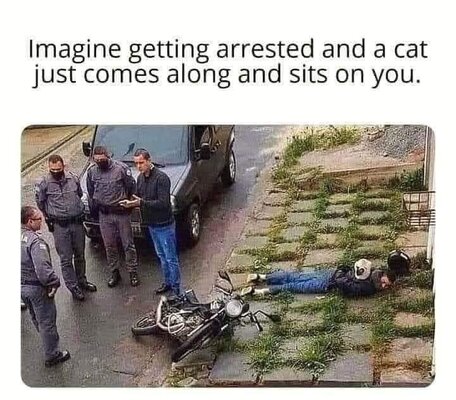 manarrestedandcatsitsonhisback.jpg