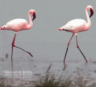 chickenwalkingonstilts-ani.gif