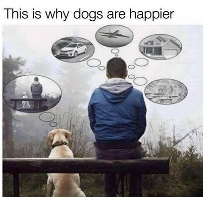 whydogsarehappier.jpg