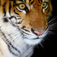Bayou Tiger