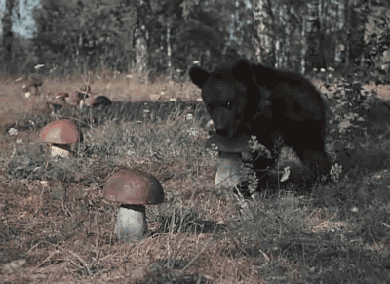 tumblr_me0hdz0wi11rjhbn2o1_400.gif