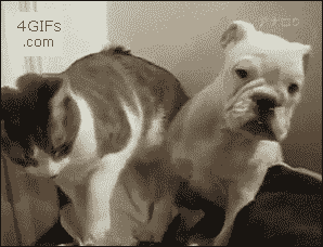 cat-hitting-dog.gif