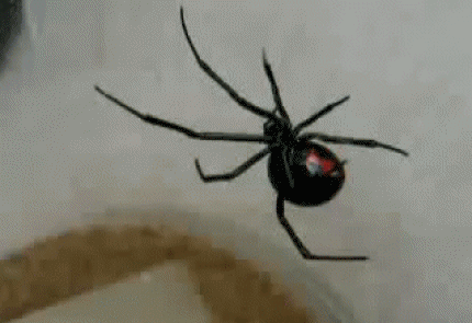 blackwidowspider.gif
